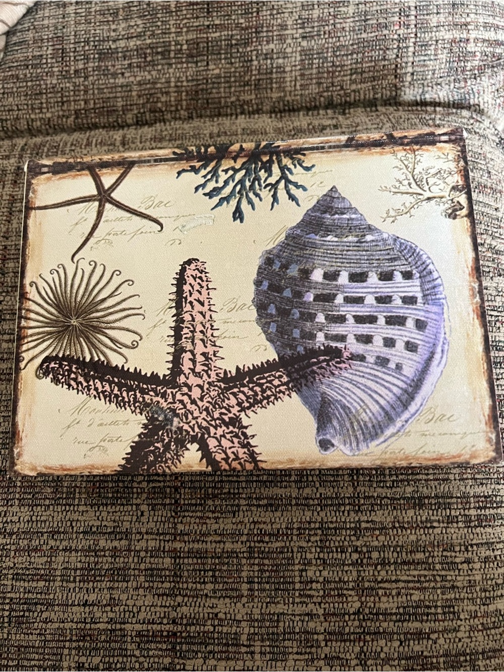 Shell Collection with Shell Box - Picture 6 of 8